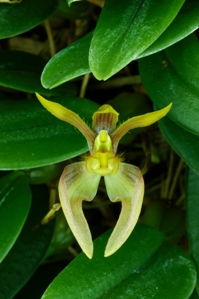 Bulbophyllum lasiochillum Katai's Little Gem AM/AOS 80 pts.